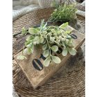 Mű bimbós narancs Jázmin  2 szál - Törtfehér világoszöld