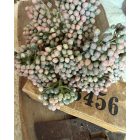 Nagybogyós ág 2 szál levelek nélkül - Krém púder halvány rózsaszín színátmenetes