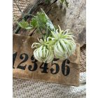 Mű őszirózsa 2 szál - Törtfehér