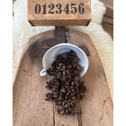 Csillagrózsa liliom termés natúr/barna