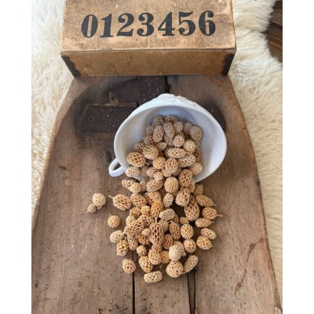 Casuarina mini tobozszerű termés natúr