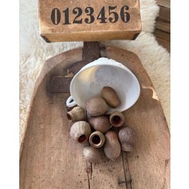 Eucalyptus  termés Bell gum natúr/fehérített