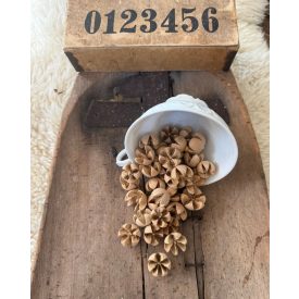 csillagrózsa liliom termés natúr/világos