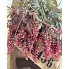 Mű zsálya 2 ág  6 virággal, levelekkel Élénk rózsaszín színátmenetes